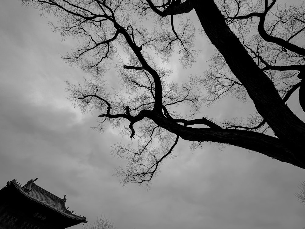 a black and white photo of a tree with no leaves