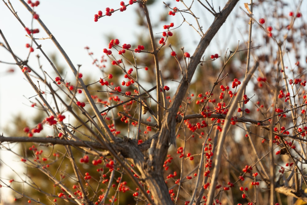 a tree with red berries on it in a field