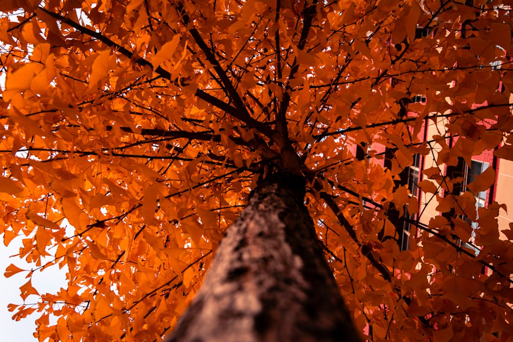 a tall tree with orange leaves in front of a building