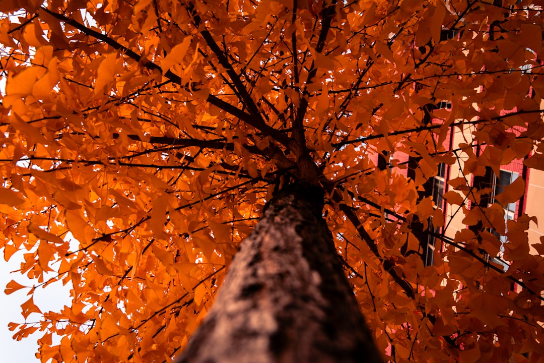 Discovering Gangdong's 400-Year-Old Ginkgo A Living Fossil at Ungok… — Discovering Gangdong's 400…, photo 2
