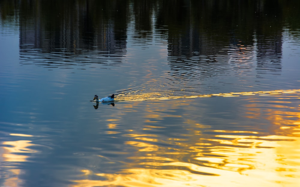 a couple of ducks floating on top of a lake