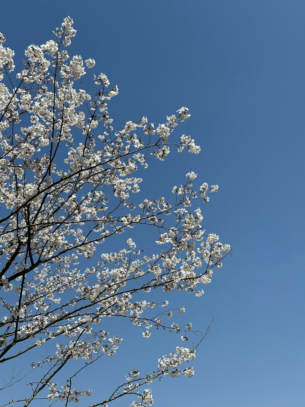 a tree with white flowers in front of a blue sky