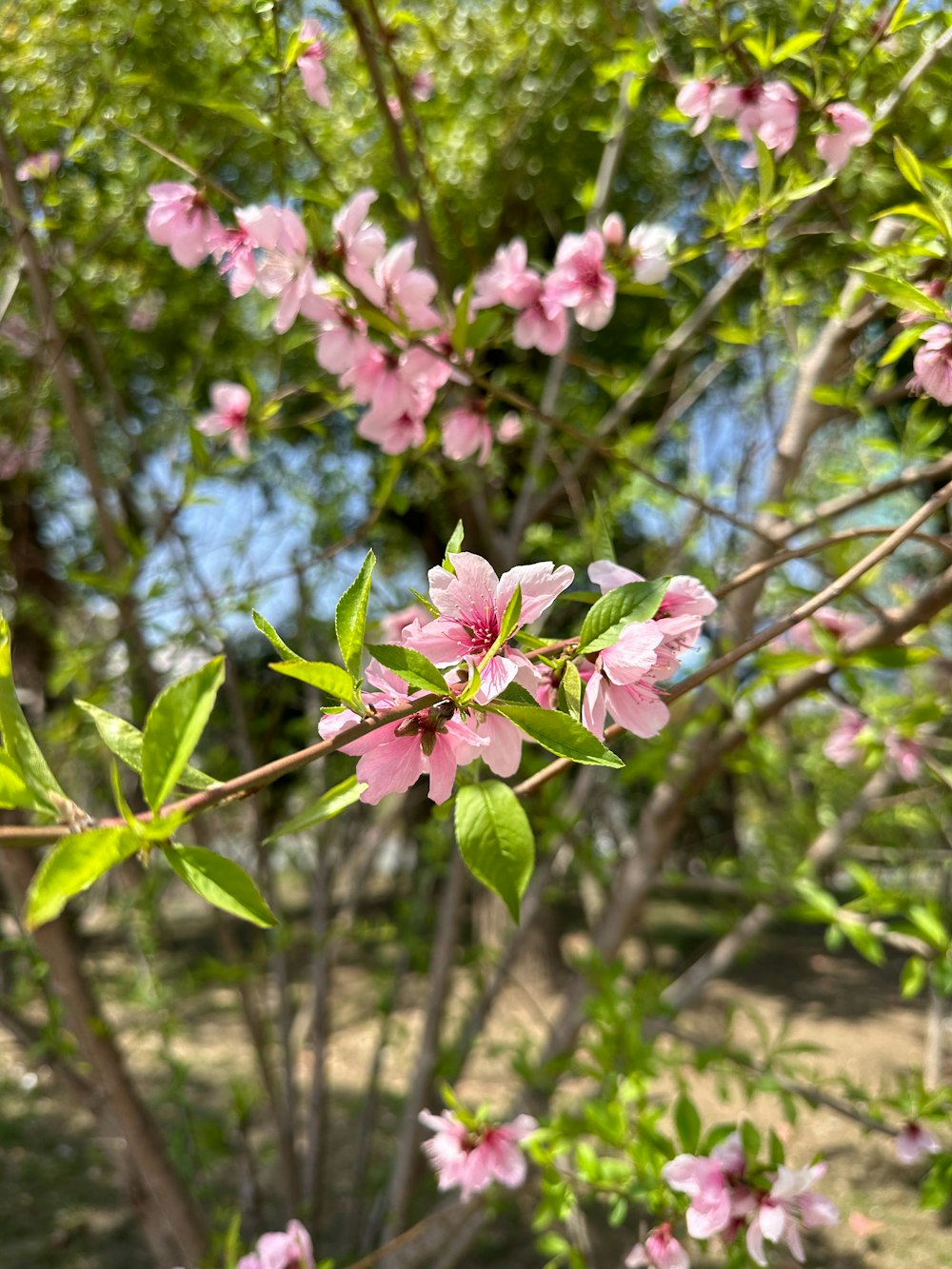 a tree with pink flowers and green leaves