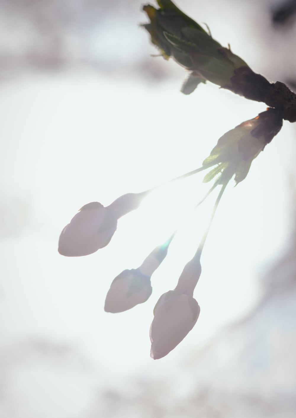 a bunch of flowers that are on a branch