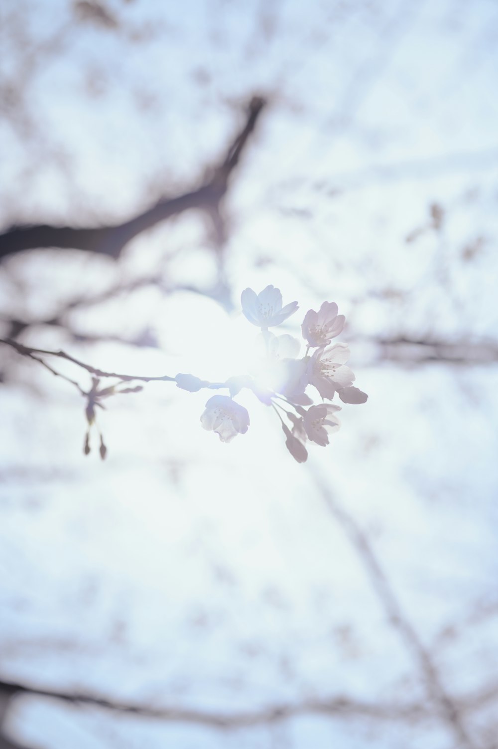 a branch of a tree with white flowers