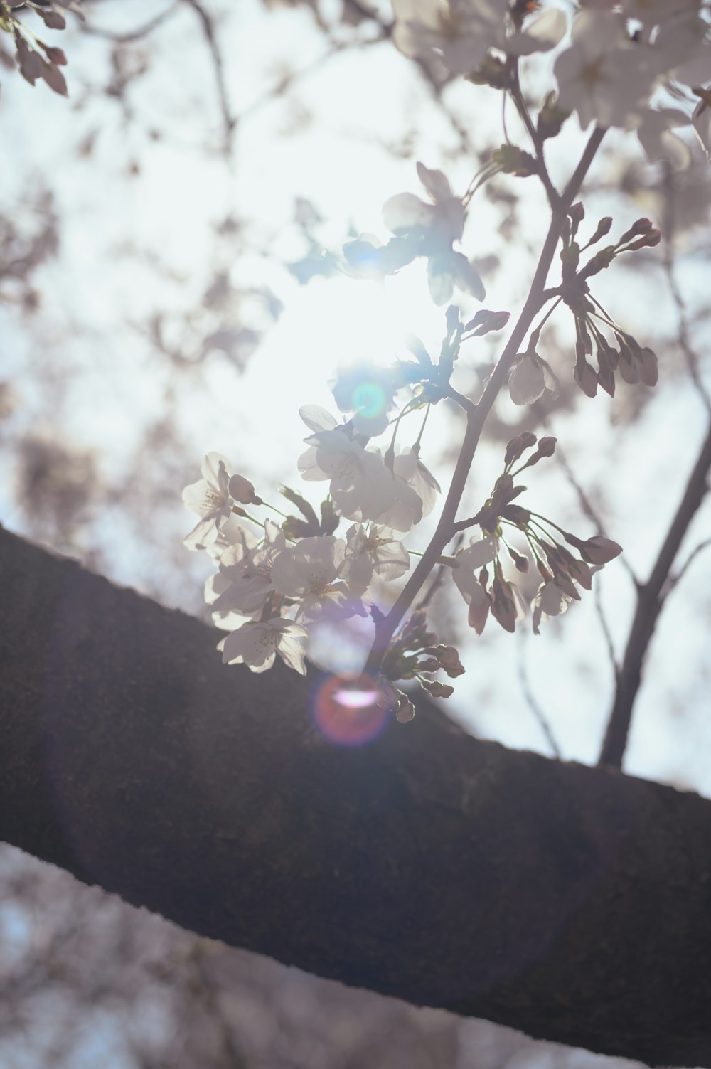 the sun shines through the branches of a tree