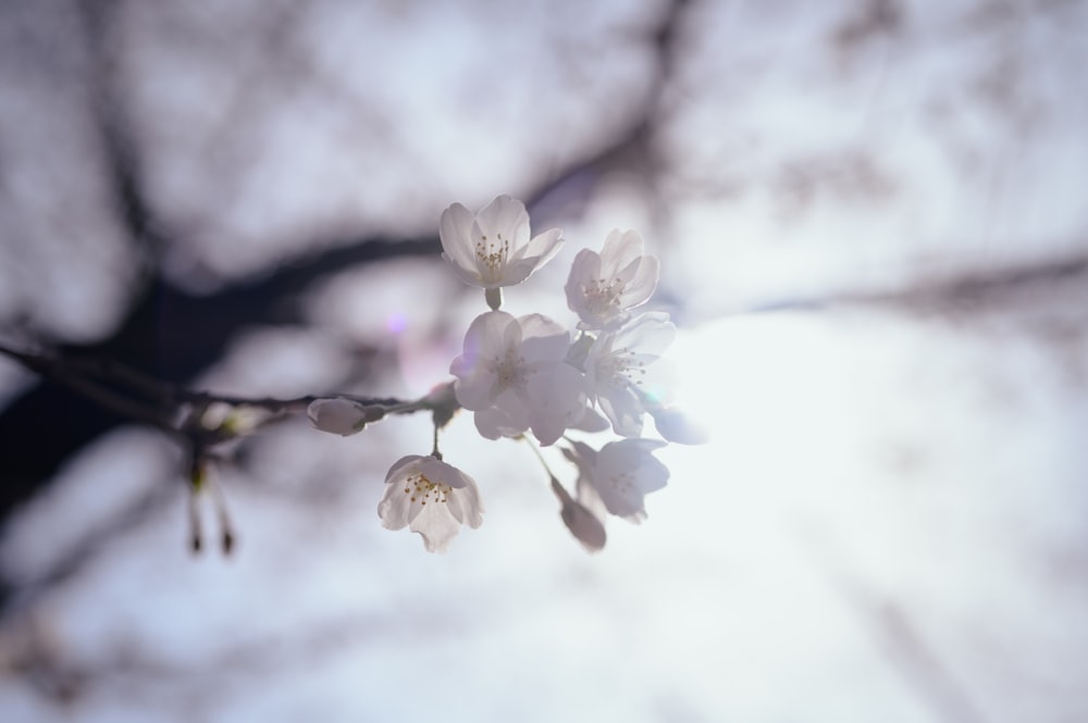 a branch of a tree with white flowers