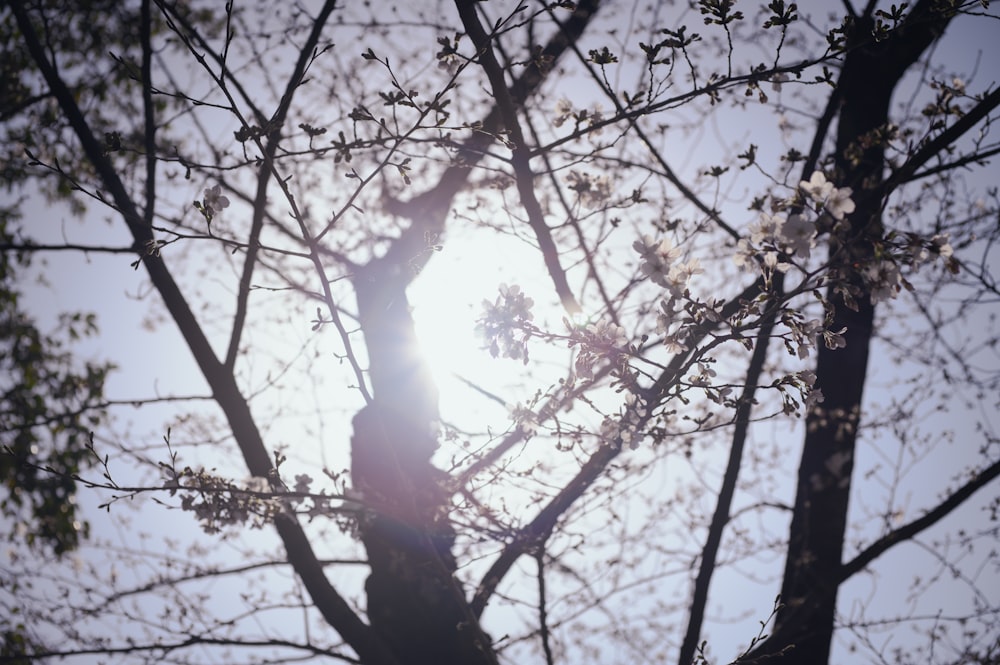 the sun shines through the branches of a tree