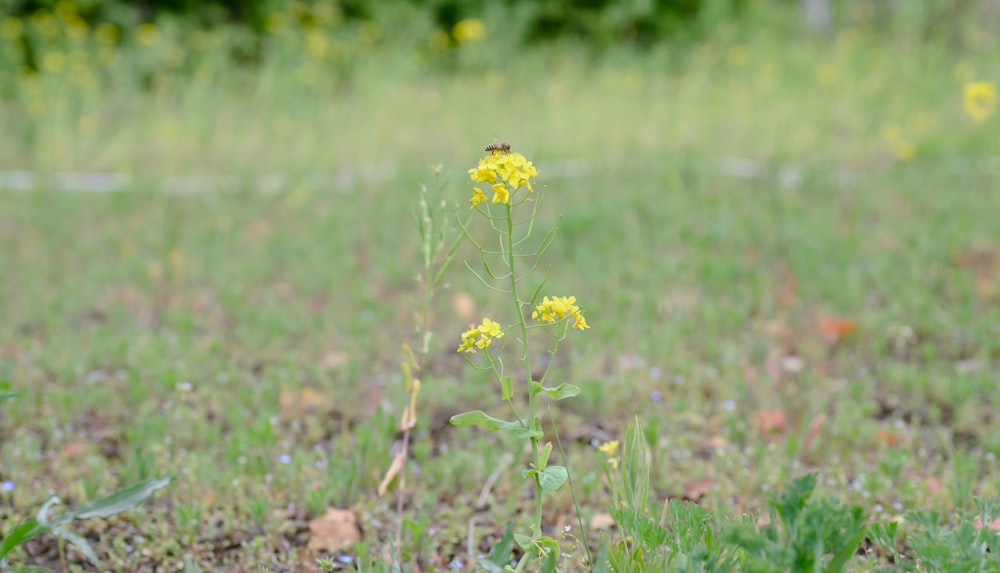 a small yellow flower in the middle of a field