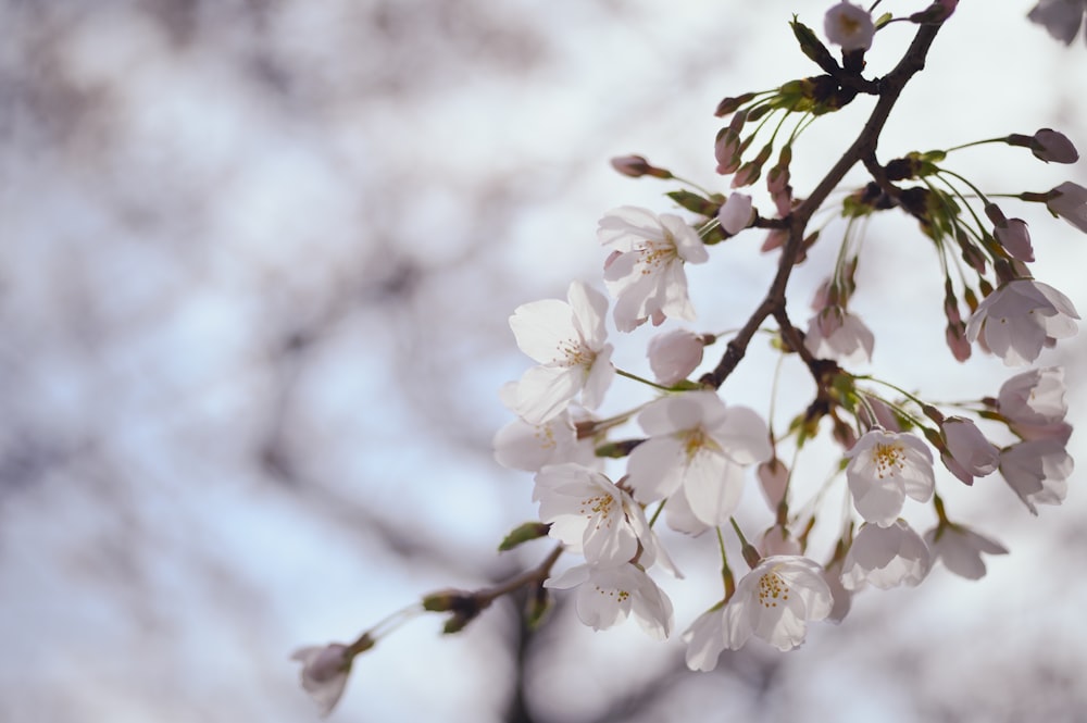 a branch of a tree with white flowers