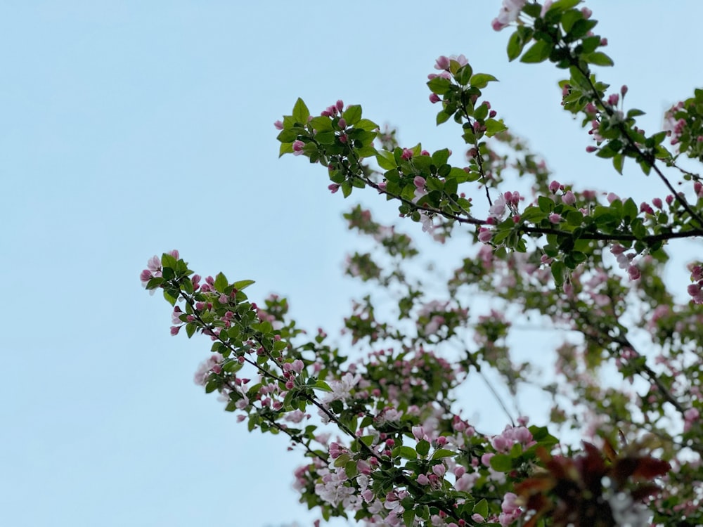 a tree branch with pink flowers against a blue sky