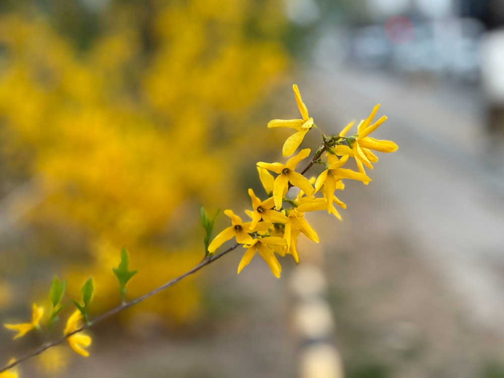 a close up of a yellow flower near a road
