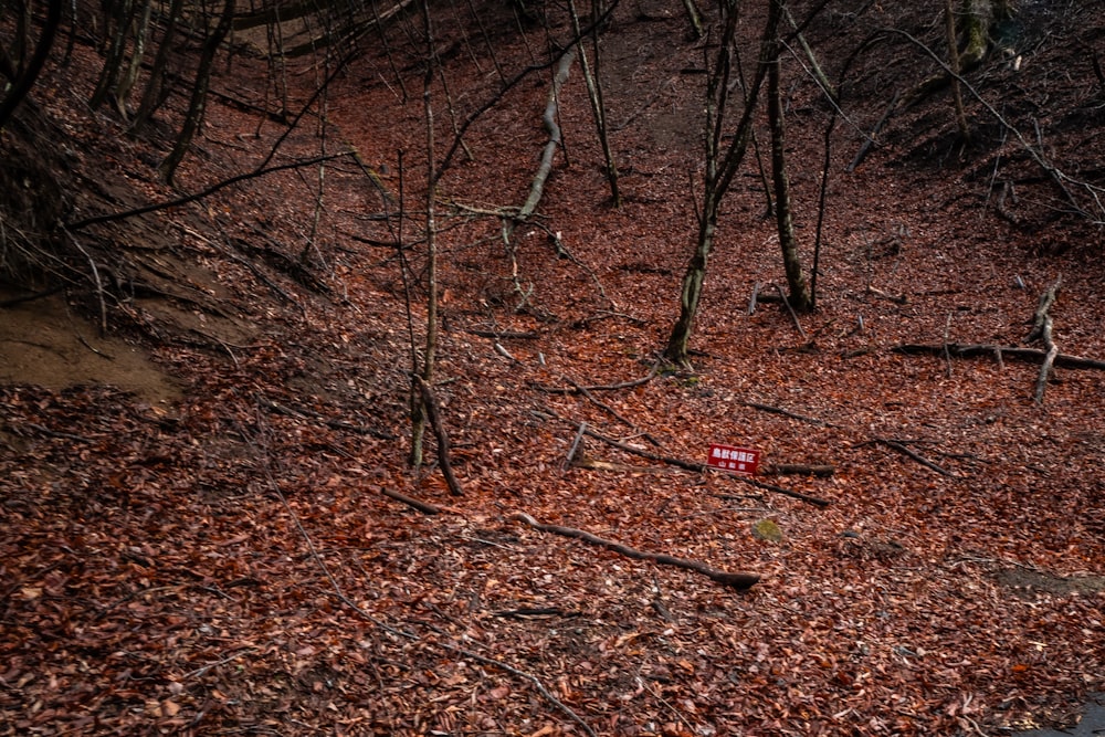 a red stop sign sitting in the middle of a forest