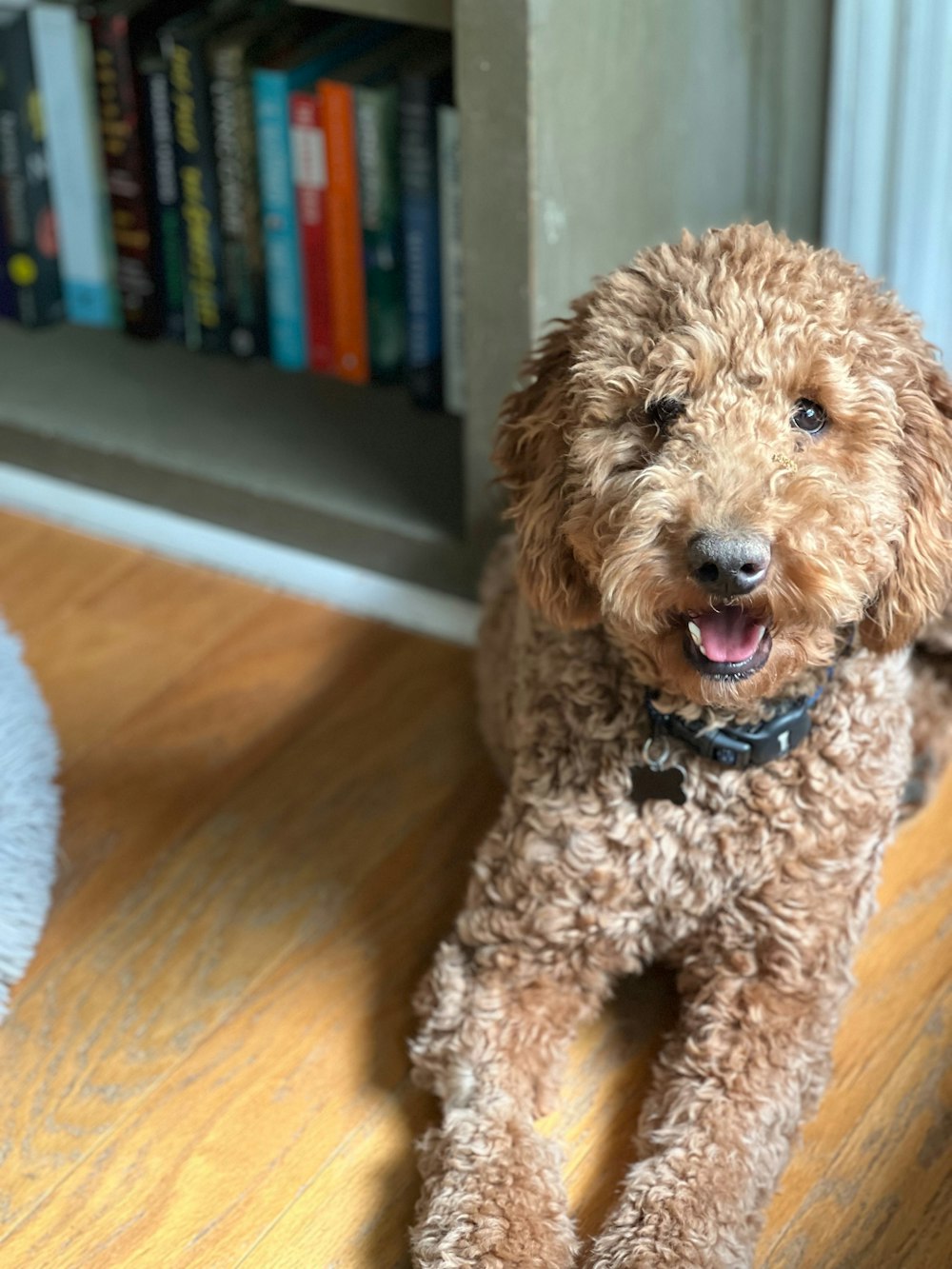 a dog sitting on the floor in front of a book shelf