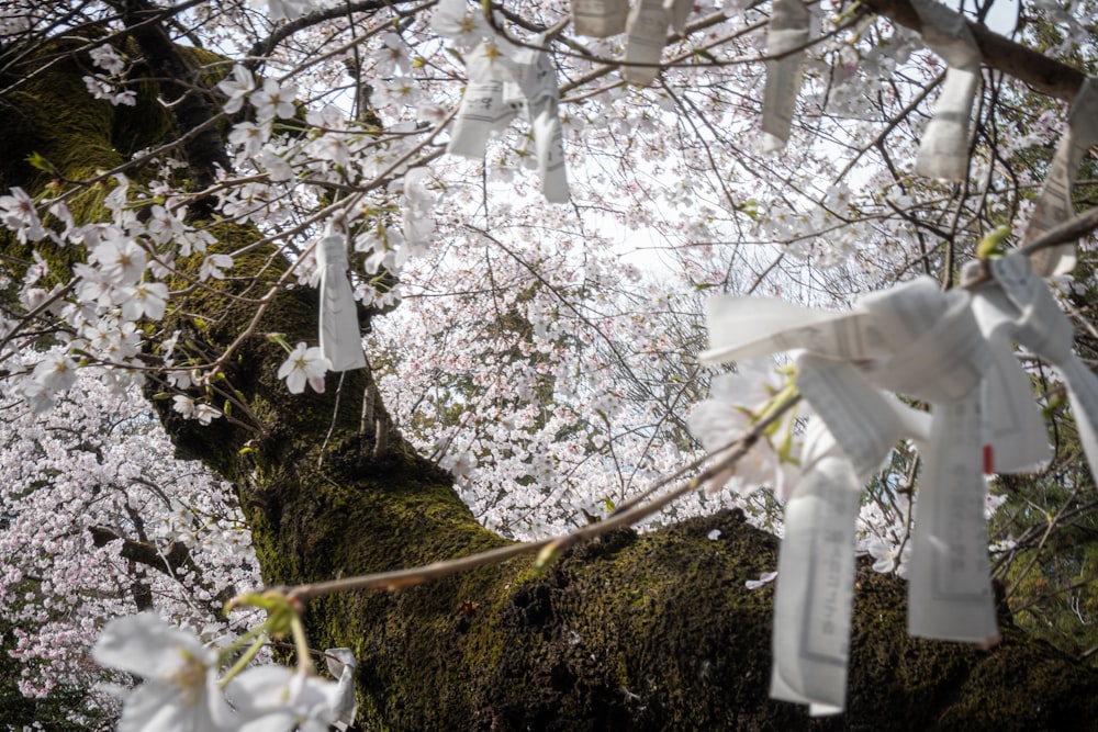 un bouquet de rubans blancs accrochés à un arbre