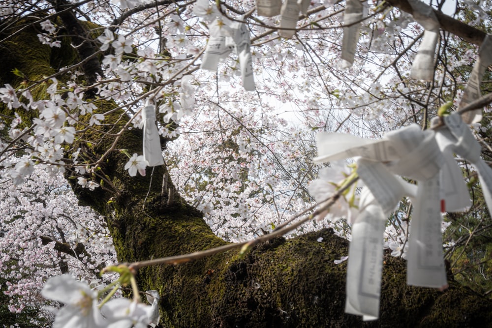 a bunch of white ribbons hanging from a tree