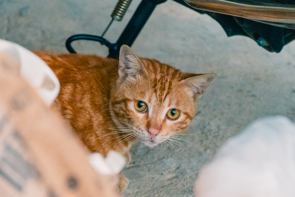 a cat sitting under a chair looking at the camera