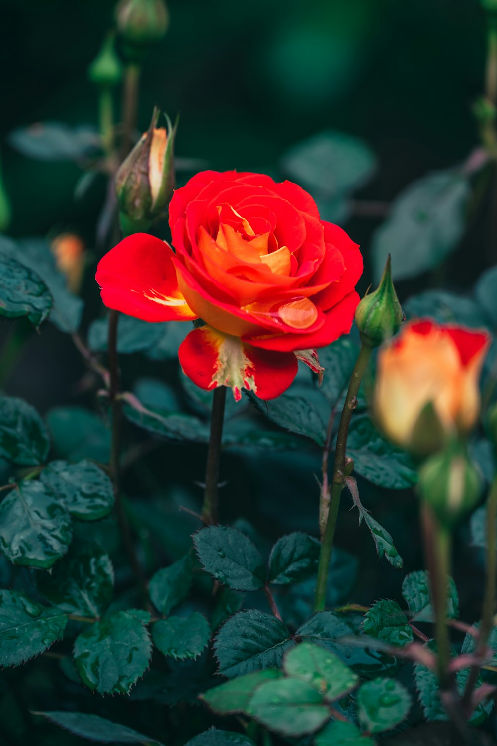 a close up of a red rose in a garden