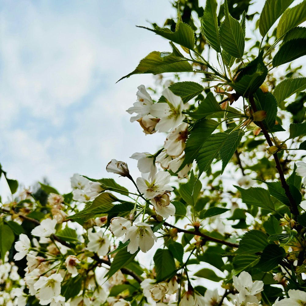 a tree with white flowers and green leaves