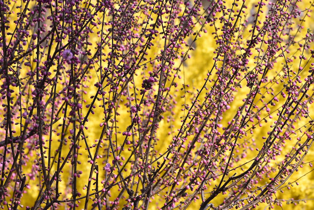 a bush with purple flowers in front of a yellow background