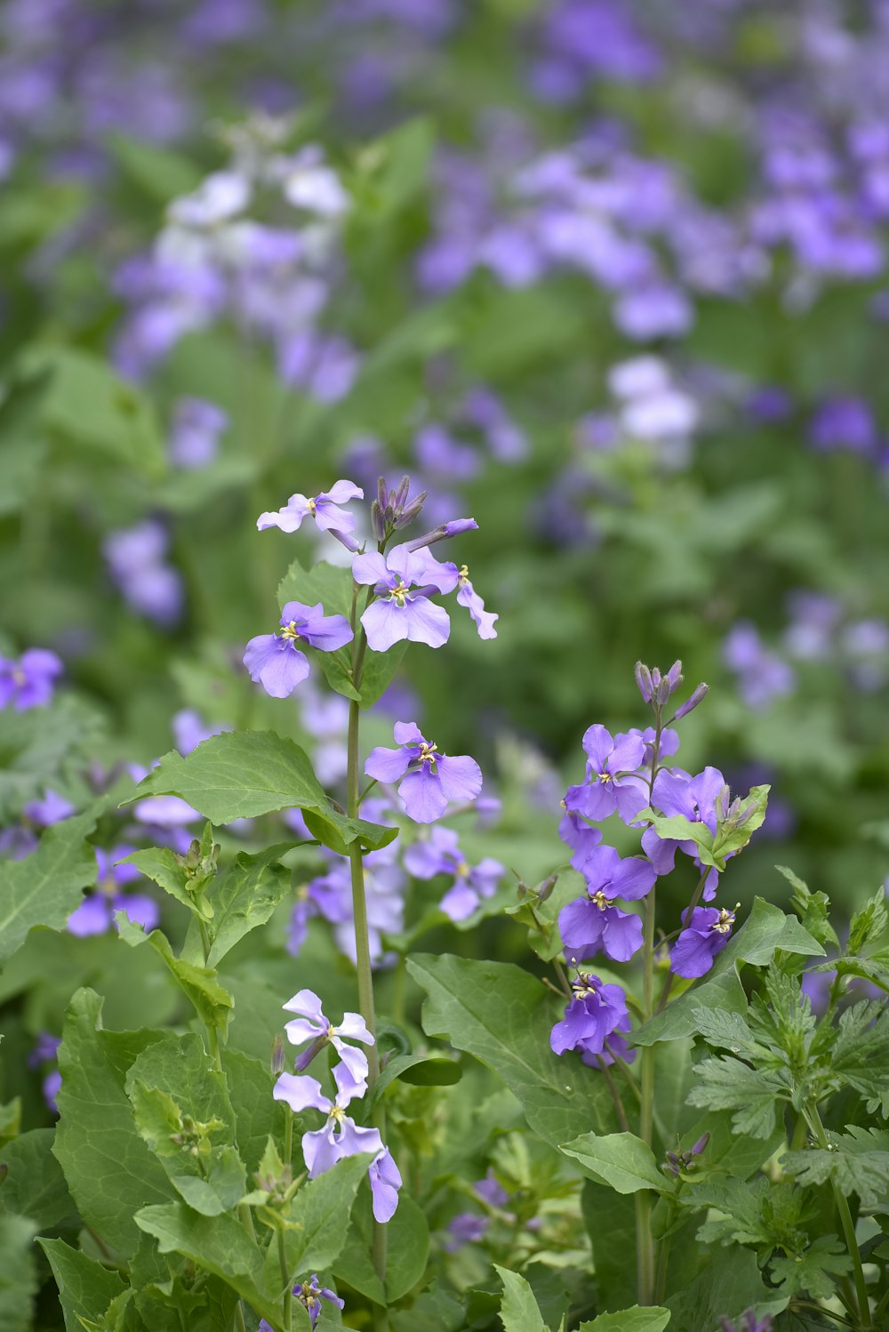 a field full of purple flowers and green leaves