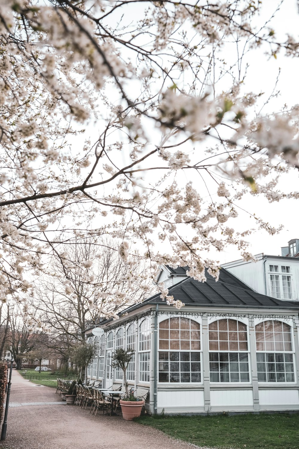 a white building with a black roof and a tree with white flowers