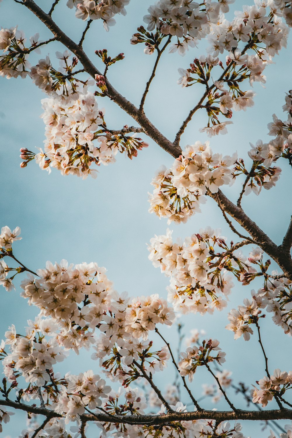 a tree with lots of white flowers on it