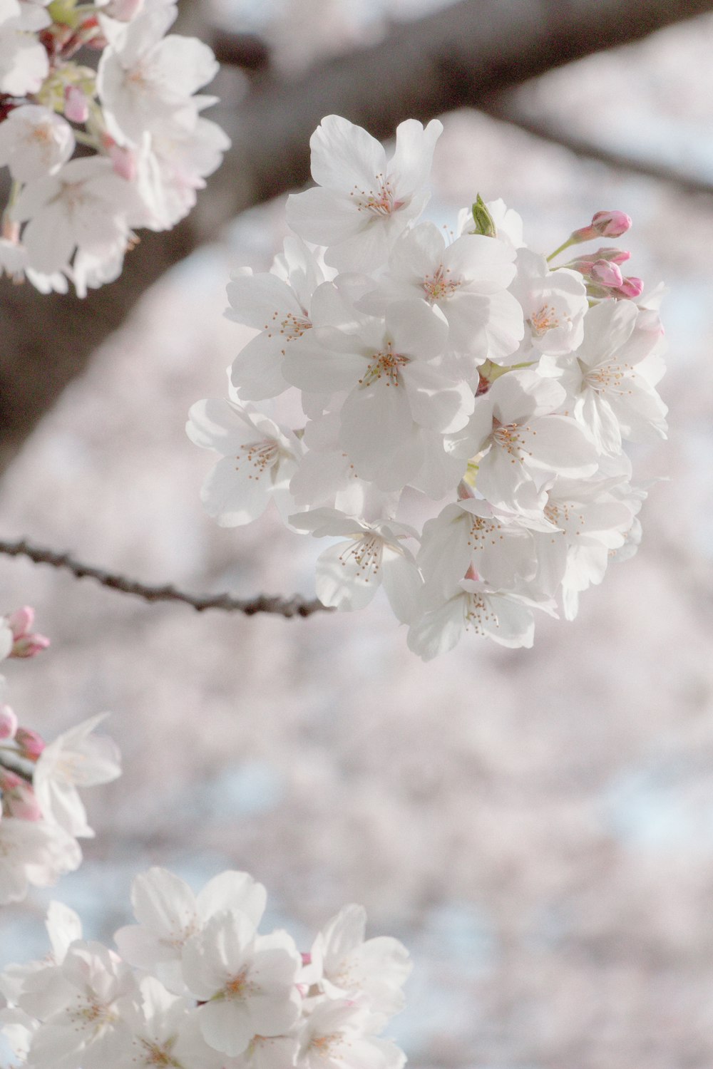 a close up of a tree with white flowers