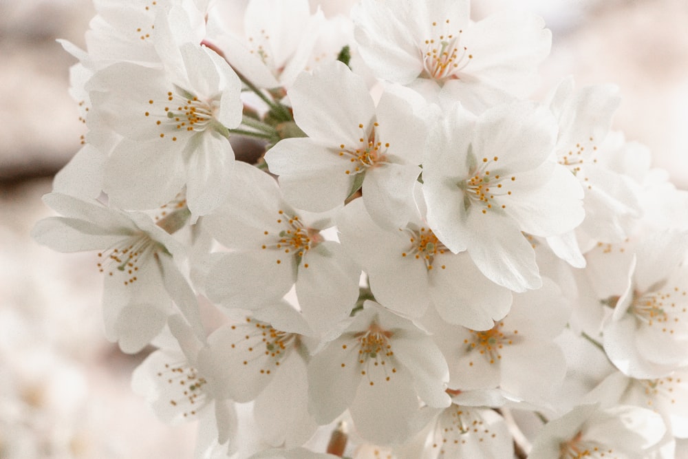 a close up of white flowers on a tree