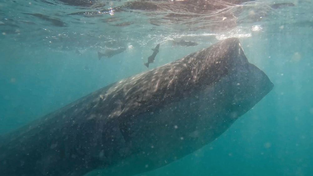 a large gray whale swimming in the ocean