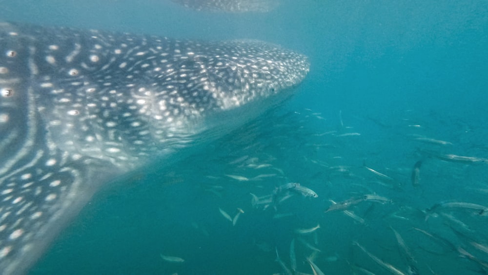 a group of fish swimming next to a large whale