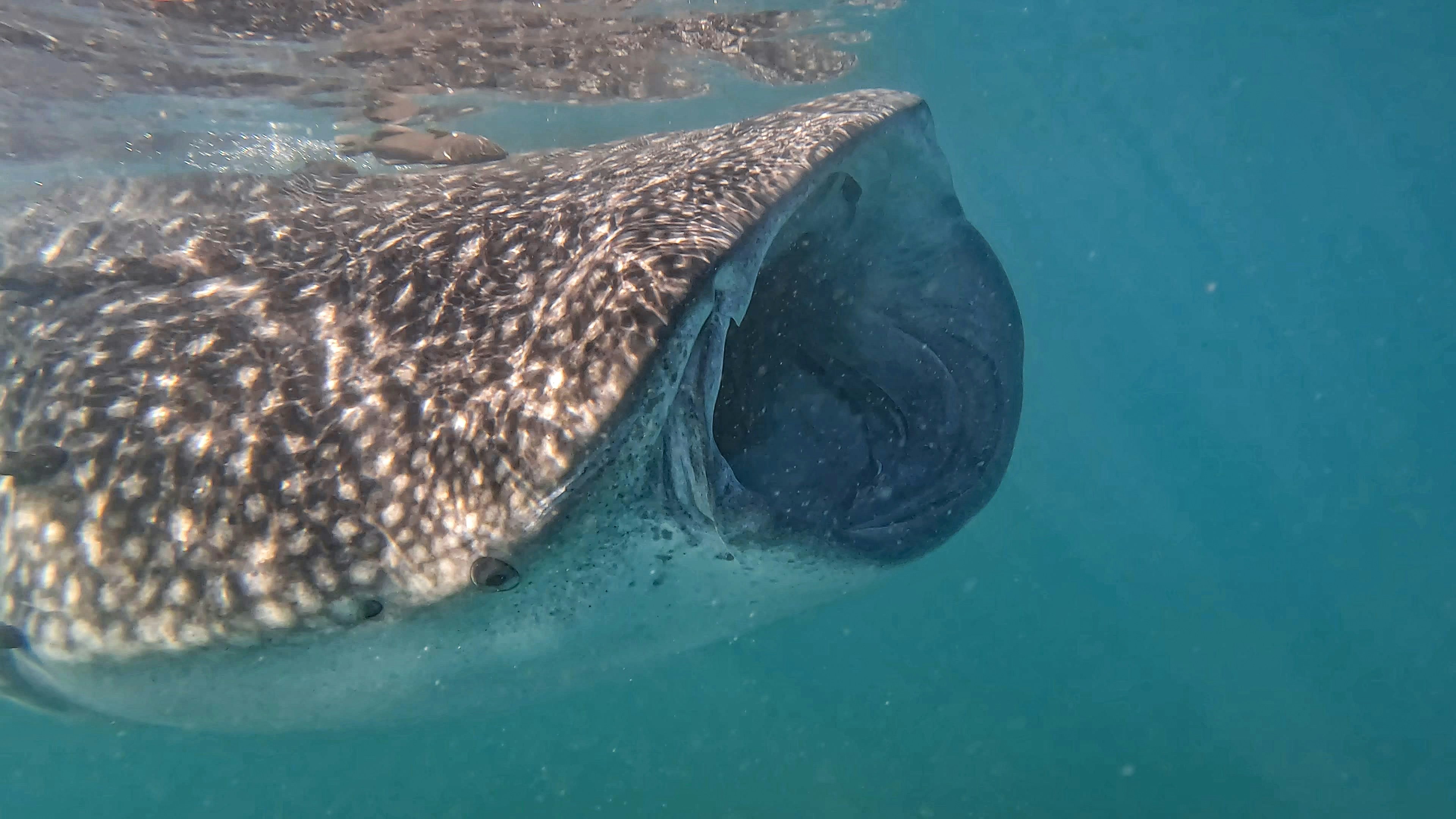 a large whale is swimming in the water