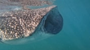 a large whale is swimming in the water