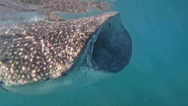 a large whale is swimming in the water