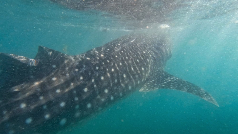 a large whale swimming under the water