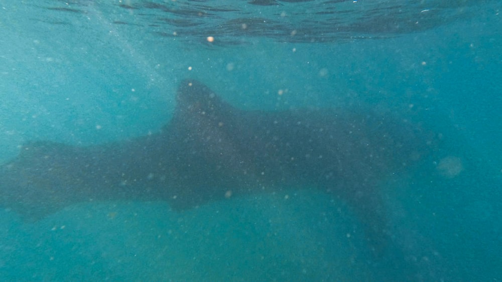 um grande animal negro nadando no oceano