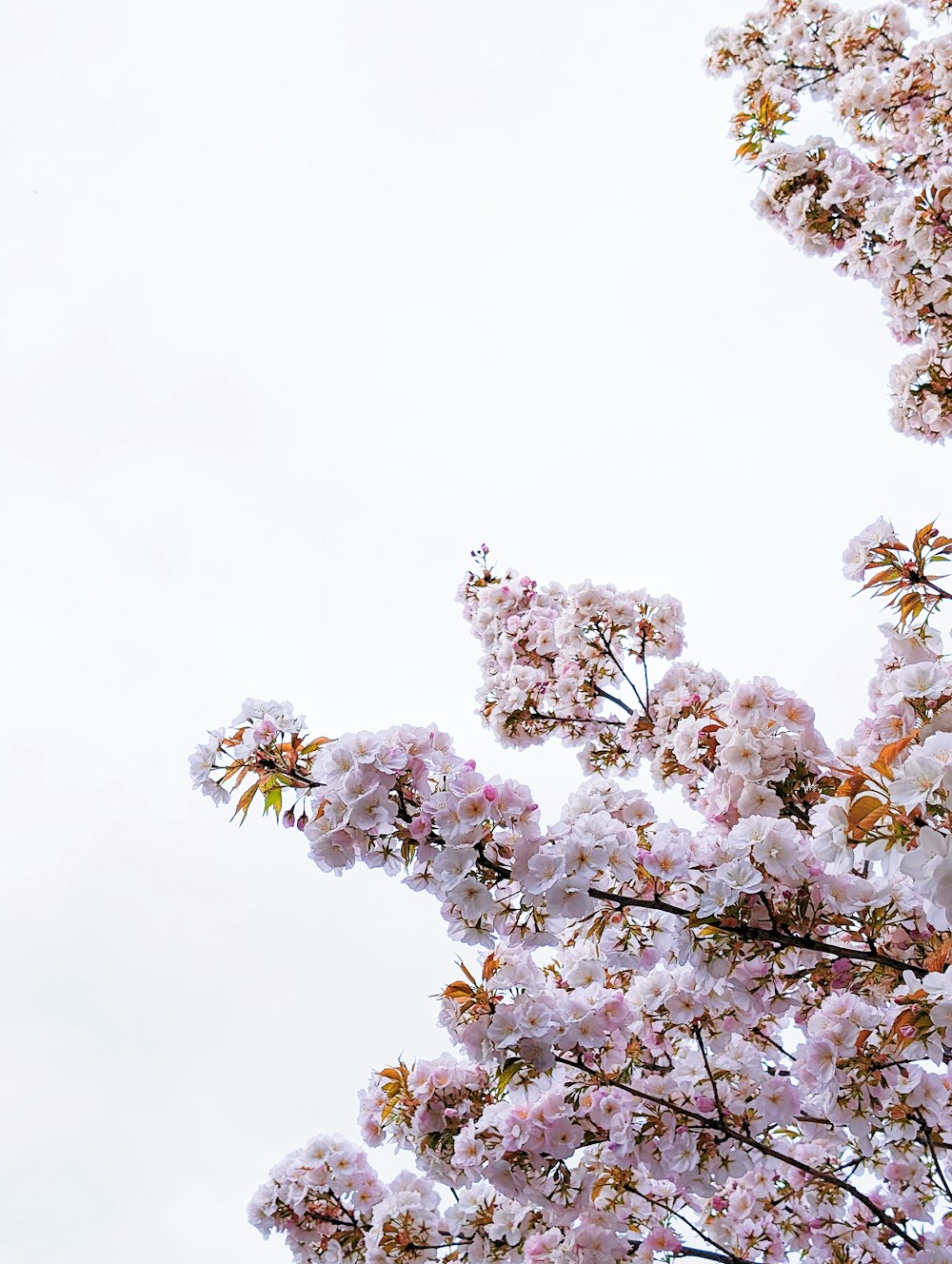 a tree filled with lots of pink flowers