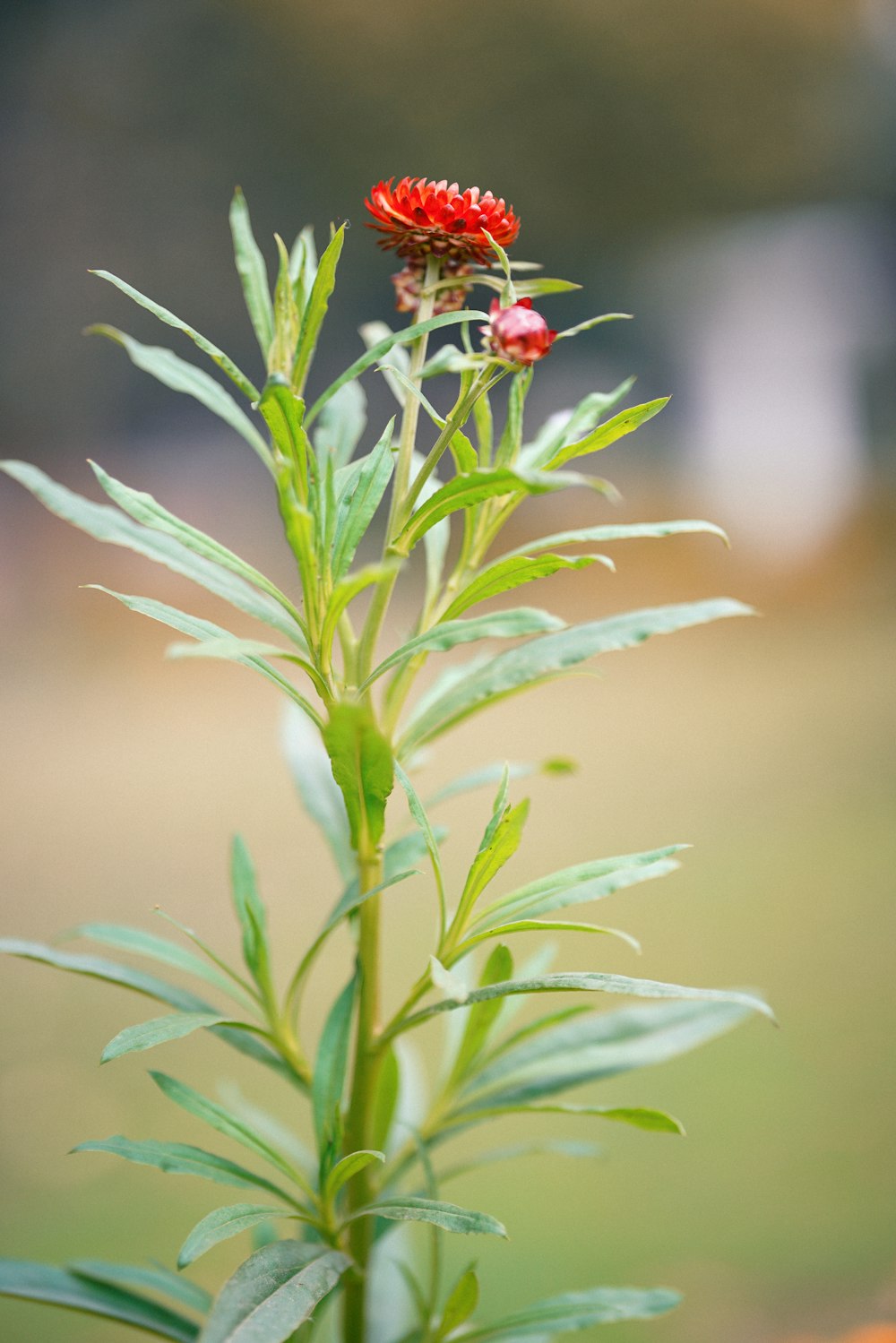 a small red flower sitting on top of a green plant