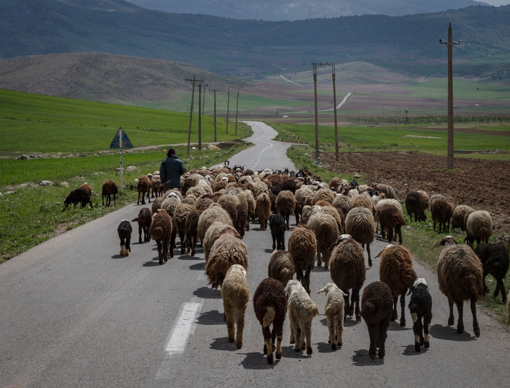 a herd of sheep walking down a road