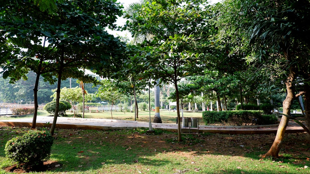 a lush green park with lots of trees