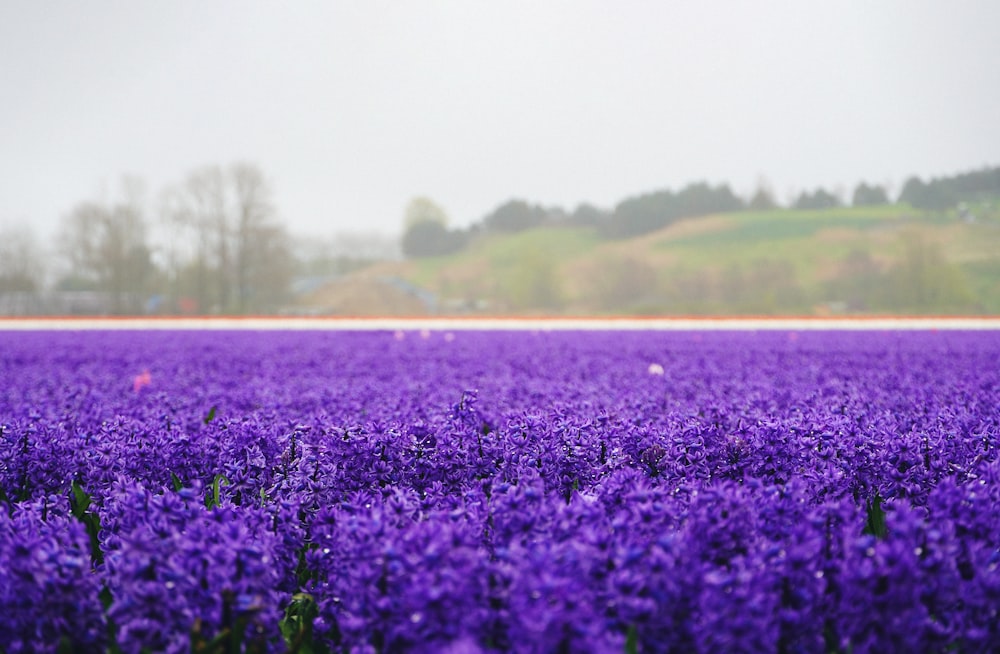 a field of purple flowers with a hill in the background