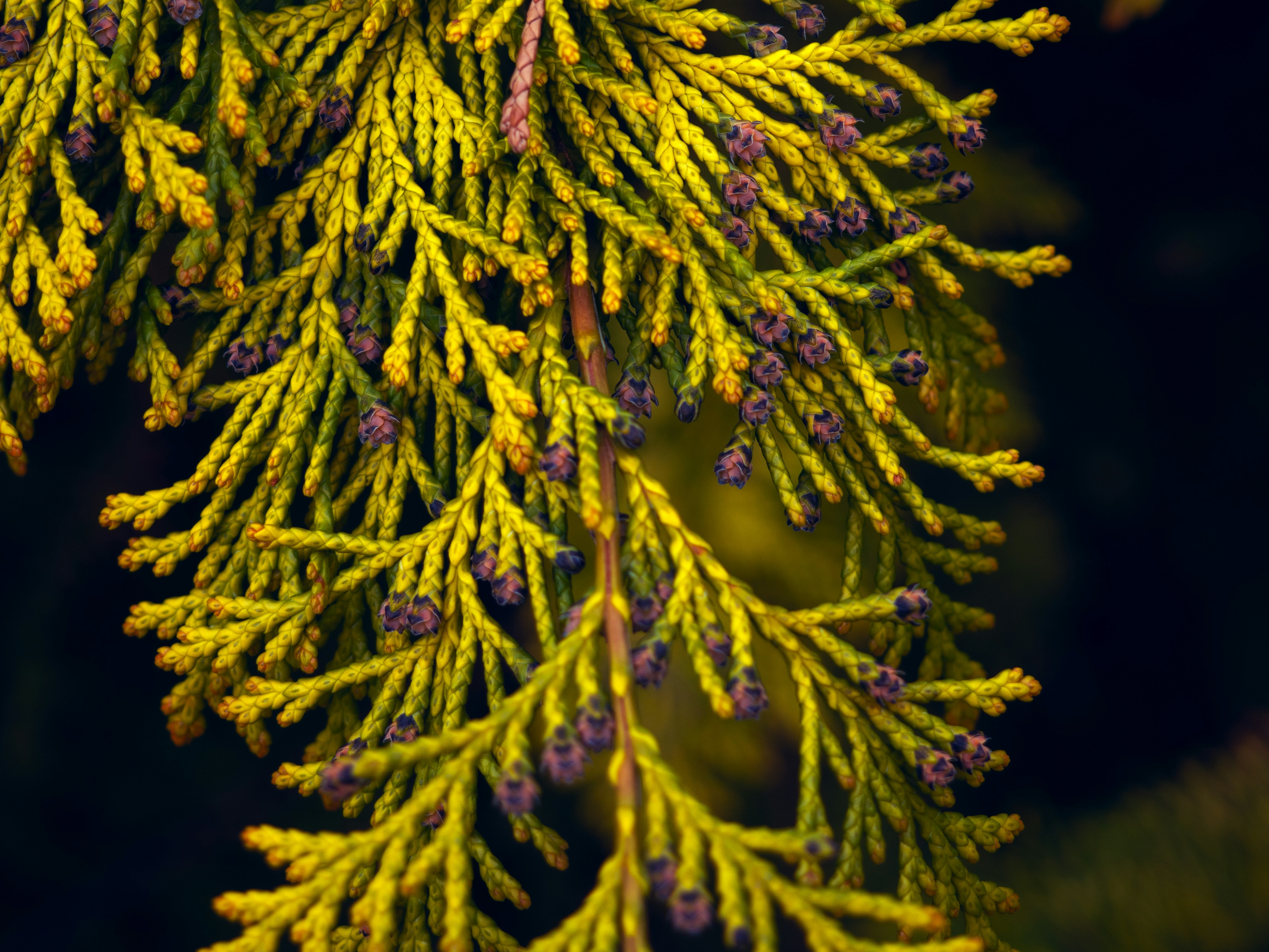 a close up of a tree branch with yellow and purple flowers