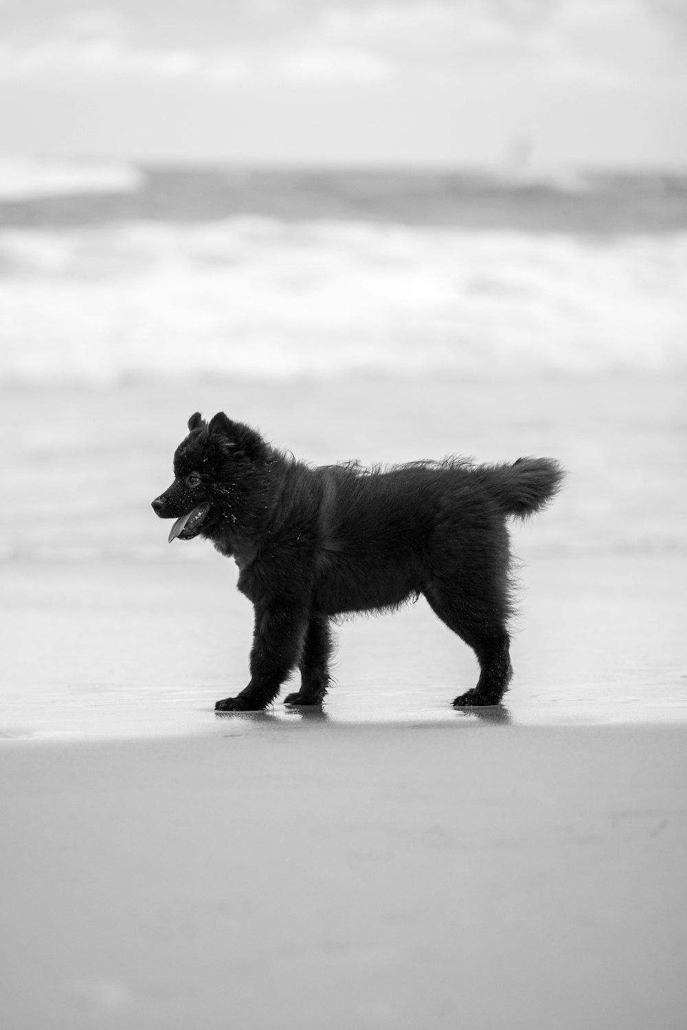a black dog standing on top of a beach next to the ocean