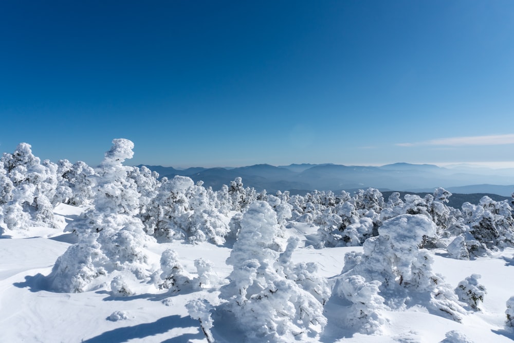 a view of a snowy mountain with trees covered in snow