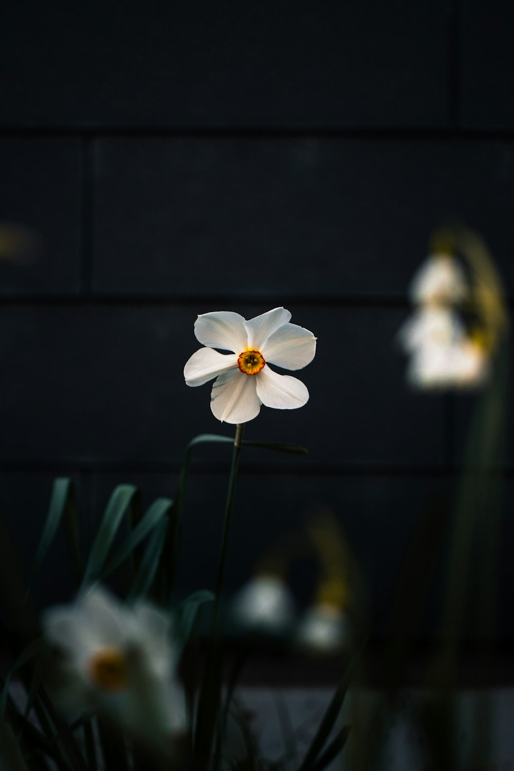 a white flower with a yellow center in front of a brick wall