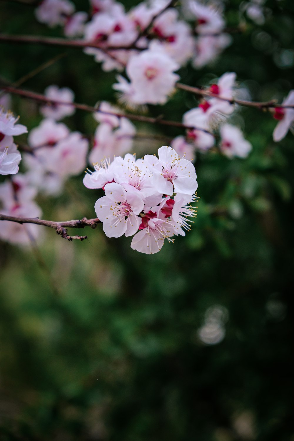 a bunch of flowers that are on a tree