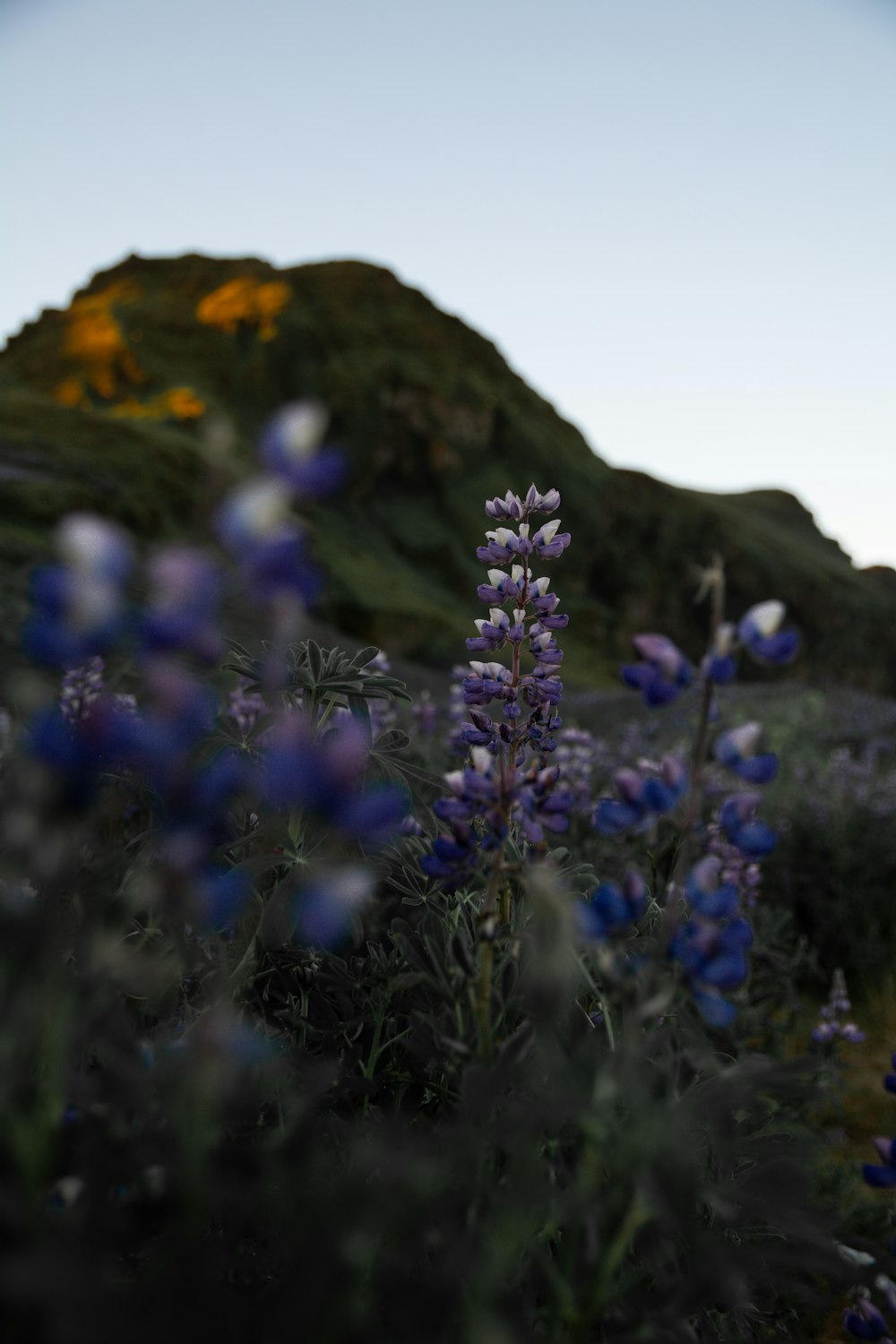 a field of wildflowers with a mountain in the background