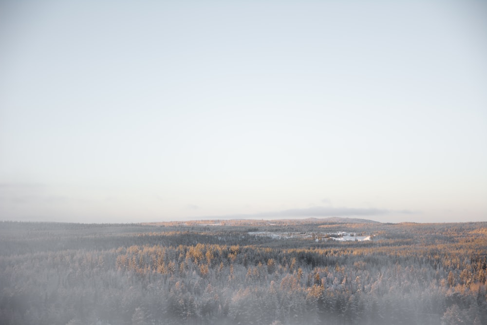 a foggy landscape with trees in the foreground