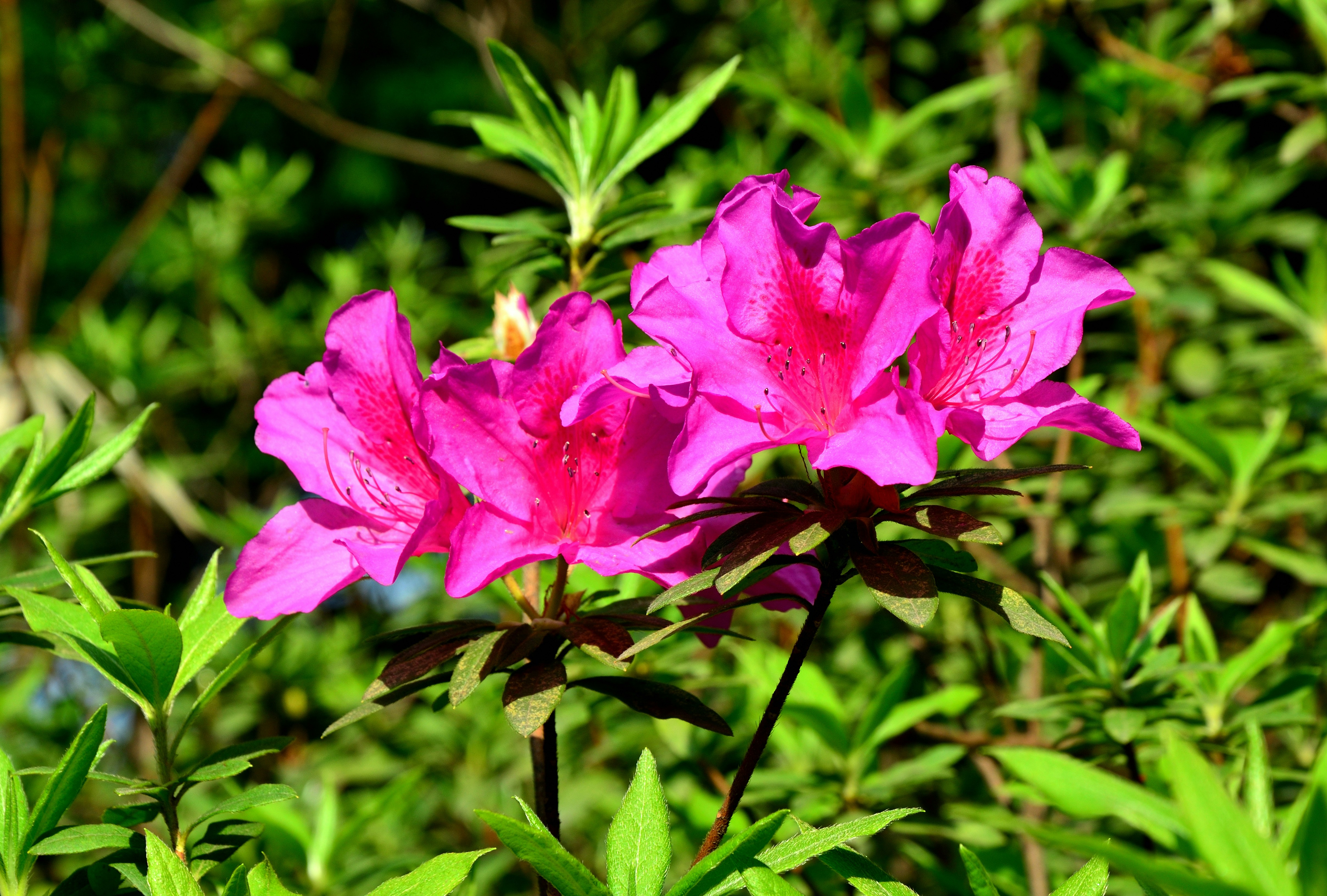 Photo by charleschina