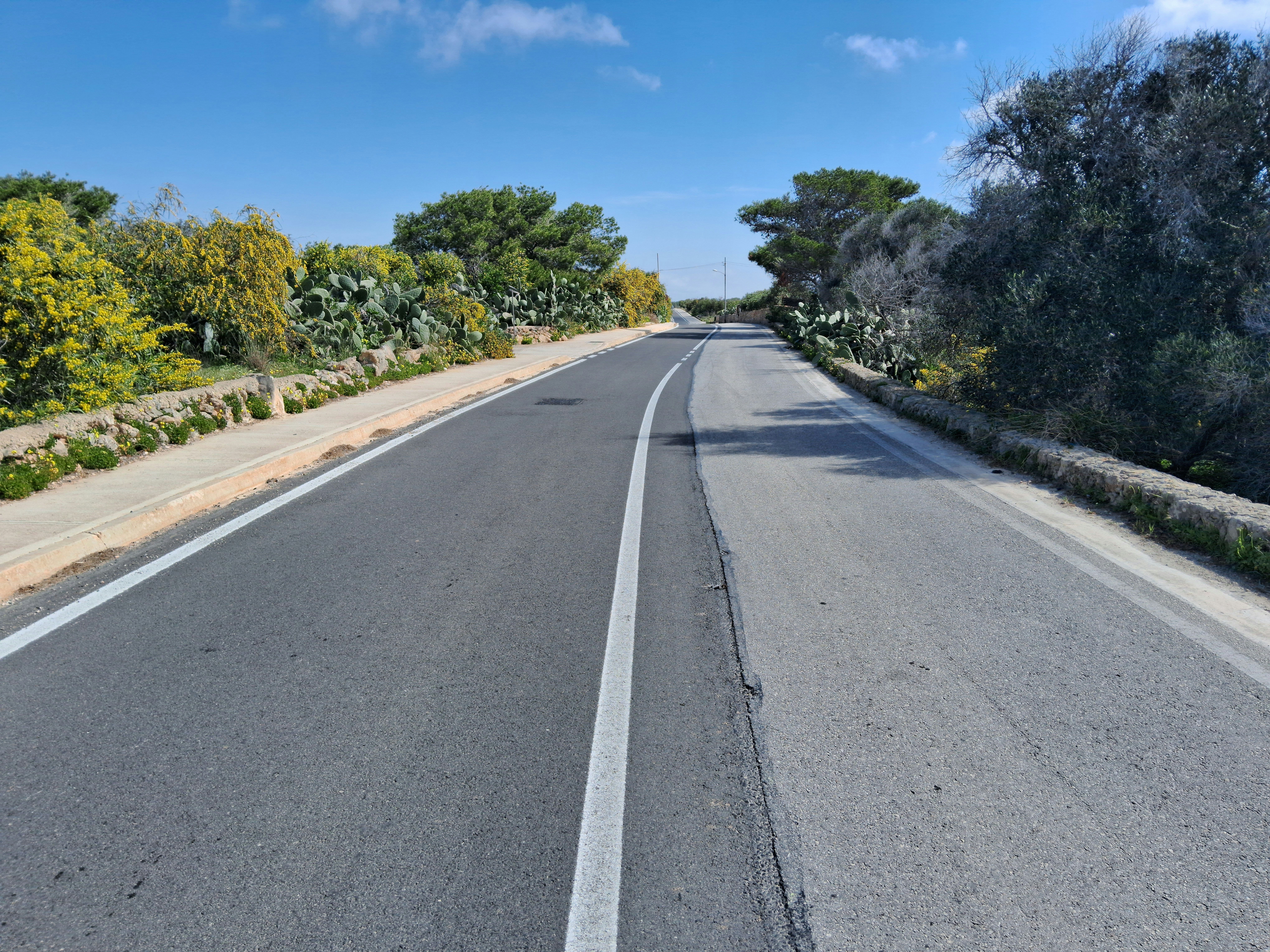 an empty road with trees and bushes on both sides, 
